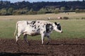 Multi coloured cows feeding on hay and messing up the muddy farm field Royalty Free Stock Photo